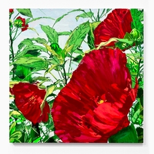 Red Dinner Plate Hibiscus