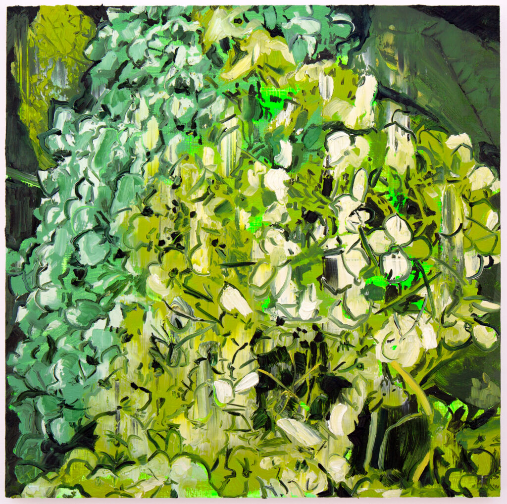 Limelight Hydrangea