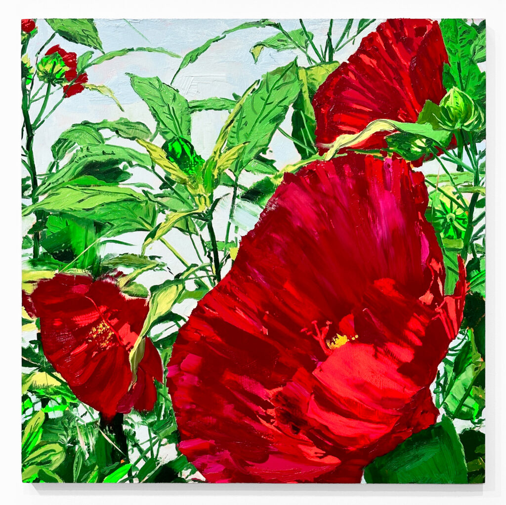 Red Dinner Plate Hibiscus