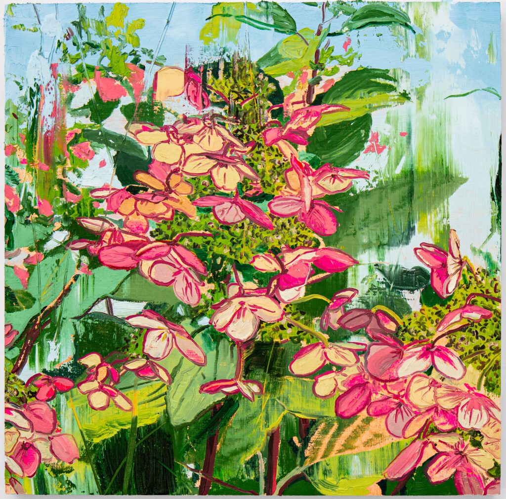 Pink Panicled Hydrangea I