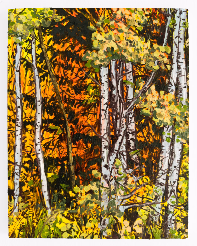 Birch and Pine, Late September